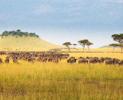 Safari in Tanzania