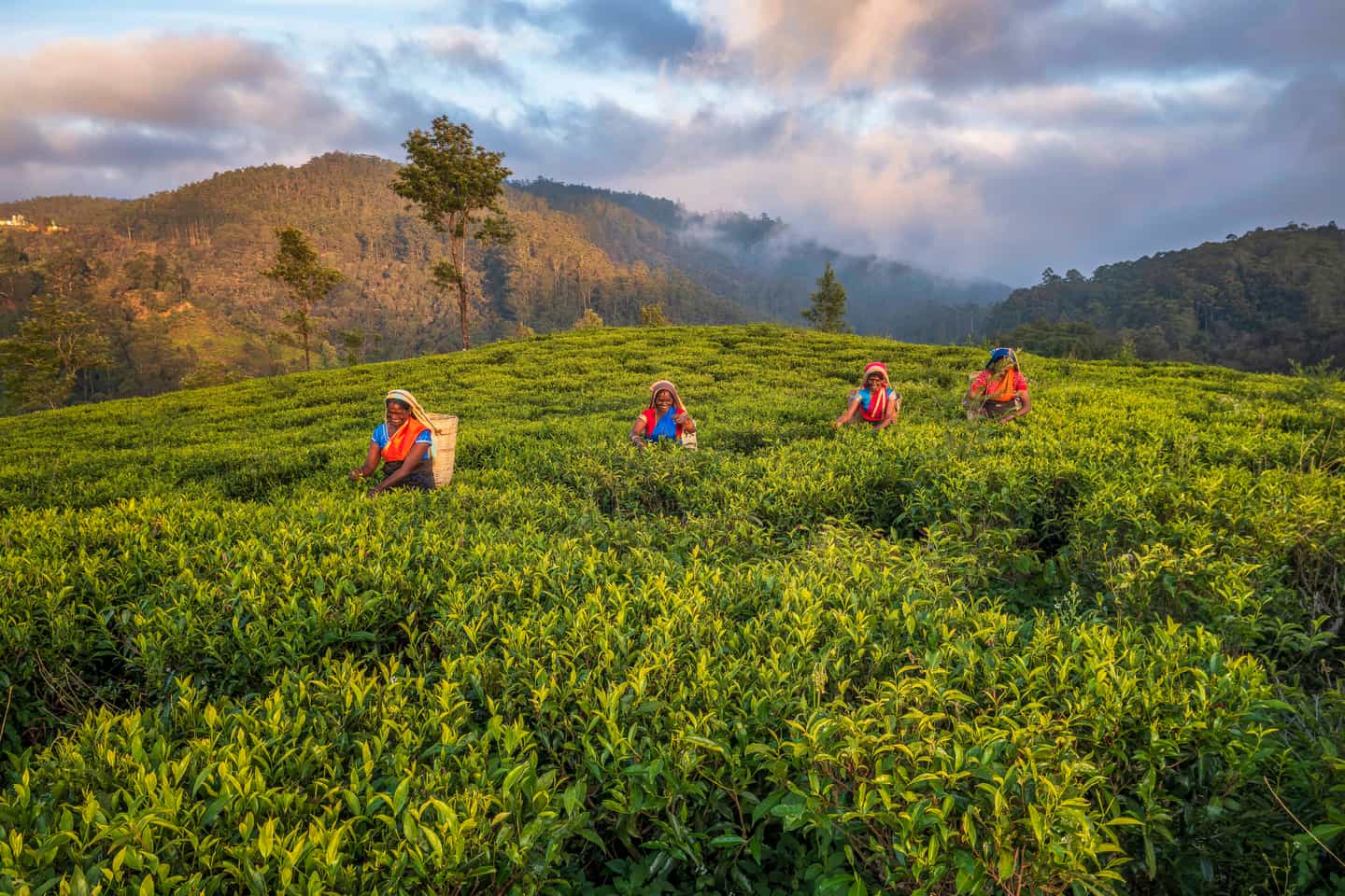 Whatever Your Travel Style, Sri Lanka is ready. Are You?